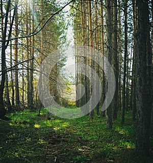 Sunrays at sunrise in a dark pine forest