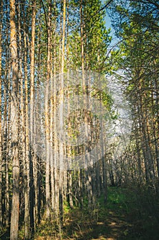 Sunrays at sunrise in a dark pine forest