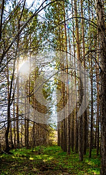 Sunrays at sunrise in a dark pine forest