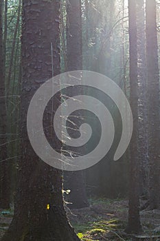 First sunrays in dark forest
