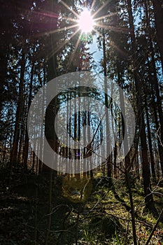 Sunrays through the trees of the dark forest