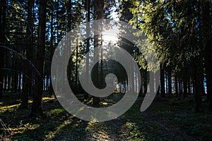 Sunrays through the trees of the dark forest