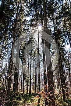 Sunrays through the trees of the dark forest