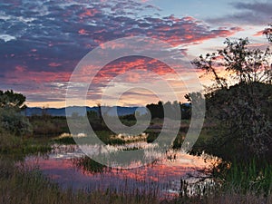 Sunrice on Western Colorado Wetlands