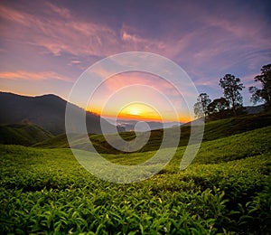 Sunris over the Tea plantation in Cameron highlands