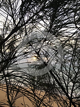 Sunrise above Pacific Ocean Seen through Needles of Casuarina Tree Growing on Beach in Kapaa on Kauai Island, Hawaii.