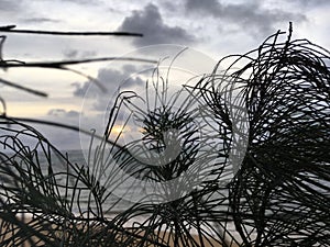 Sunrise above Pacific Ocean Seen through Needles of Casuarina Tree Growing on Beach in Kapaa on Kauai Island, Hawaii.