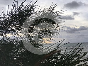 Sunrise above Pacific Ocean Seen through Needles of Casuarina Tree Growing on Beach in Kapaa on Kauai Island, Hawaii.