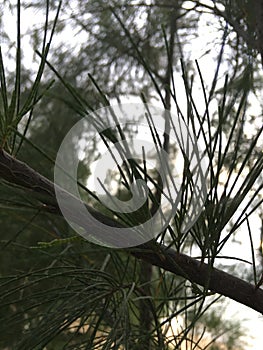 Sunrise above Pacific Ocean Seen through Needles of Casuarina Tree Growing on Beach in Kapaa on Kauai Island, Hawaii.