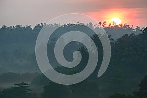 Sunrise above tropical palm jungle with sun rays ang thick morning