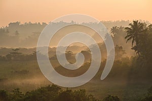 Sunrise above tropical palm jungle with sun rays ang thick morning