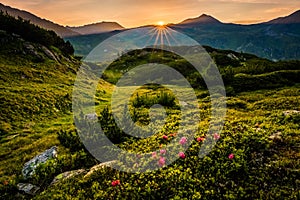 Sunrise and alpenroses above Obertauern, Austria