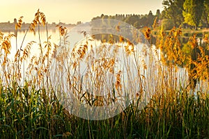 Sunrise at Alte Donau