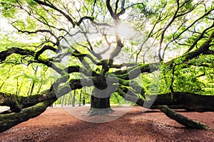 Sunrise through Angel Oak Tree in South Carolina