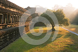 Sunrise in Angkor Wat temple complex, tree in beautiful morning light, Siem Reap, Cambodia