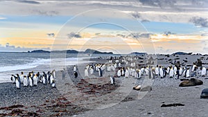 Sunrise in the Antarctic Wilderness. Many penguins, Antarctic fur seals on the beach of Gold Harbour, South G, Antarctic