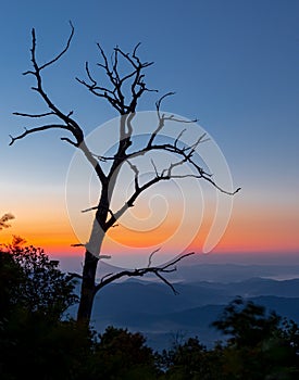 Sunrise appears behind silhouetted petrified tree on Blue Ridge Parkway