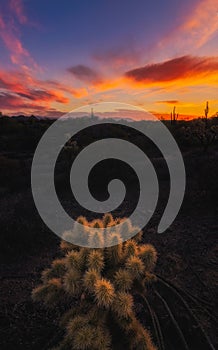 Sunrise in the Arizona desert and a cholla cactus