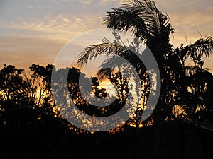 Sunrise in Australia Through the Trees