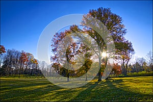 Sunrise with autumn leaf colour and lens flare in the public park