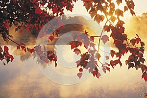 Sunrise Through Autumn Leaves, New England