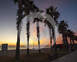 Sunrise on the avenue of palm trees