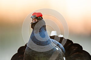 Sunrise Back-light Portrait of male Black Grouse (Tetrao tetrix).Backlight.