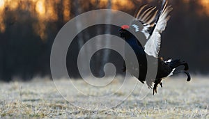 Sunrise Backlight Portrait of a Gorgeous lekking black grouse (Tetrao tetrix)