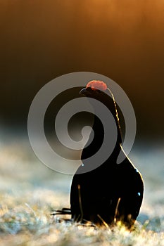 Sunrise Backlight Portrait of a Gorgeous lekking black grouse (Tetrao tetrix)