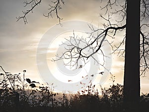 Sunrise Backlights Leafless Tree