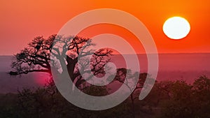 Sunrise with baobab in Kruger National park, South Africa