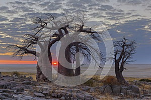 Sunrise at the baobabs