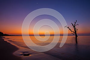 Amanecer sobre el Playa silueta un árbol 