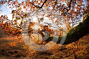 Sunrise beams through oak branhces