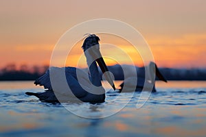 Sunrise with beautiful bird. Morning with Dalmatian pelican, Pelecanus crispus, in Lake Kerkini, Greece. Two Palican on the orange