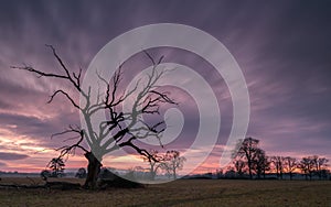 Sunrise behind a dead tree