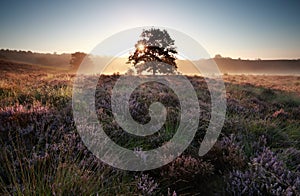 Sunrise behind oak tree on heather hills