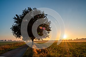 Sunrise Behind a Solitary Tree on a Rural Path