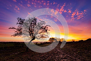 Sunrise behing a hawthorn tree