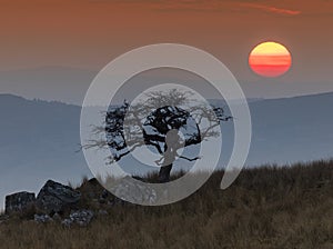 Sunrise behing a lonely tree