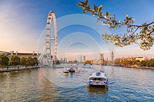 Sunrise with Big Ben, Palace of Westminster, London Eye, Westminster Bridge, River Thames during springtime in London, England, UK