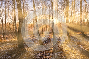 Sunrise in a birch grove with the first winter snow on earth. Rows of birch trunks in the fog and the sun's rays passing through