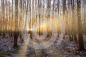 Sunrise in a birch grove with the first winter snow on earth. Rows of birch trunks in the fog and the sun's rays passing through