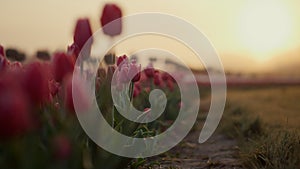 Sunrise in blooming floral garden. Beautiful sunset light in flourish tulip park