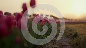 Sunrise in blooming floral garden. Beautiful sunset light in flourish tulip park