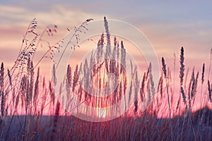 Sunrise and blossoming meadow. wild flowers blooming on Sunrise