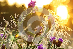 Sunrise on the blossoming summer meadow