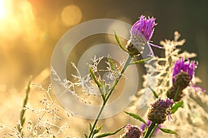 Sunrise on the blossoming summer meadow