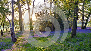 Sunrise in a bluebell wood, Hambledon, Hampshire, UK