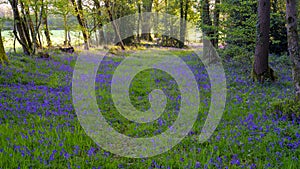 Sunrise in a bluebell wood, Hambledon, Hampshire, UK